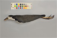 藏品(白腹秧雞)的圖片